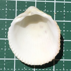 Vasticardium compunctum