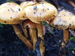 Pholiota highlandensis