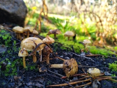 Pholiota highlandensis