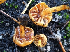 Pholiota highlandensis