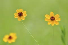 Thelesperma filifolium