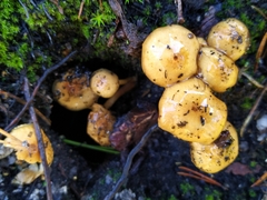 Pholiota highlandensis