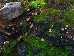 Pholiota highlandensis