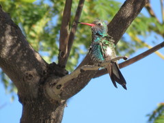 Cynanthus latirostris