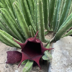 Stapelia leendertziae