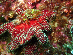 Alcyonium acaule
