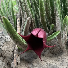 Stapelia leendertziae