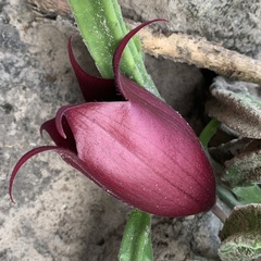 Stapelia leendertziae