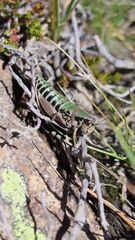 Cophopodisma pyrenaea