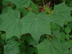 Acer pictum