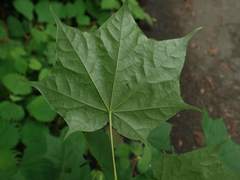 Acer pictum