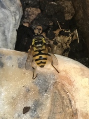 Myathropa florea