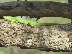 Lacerta bilineata