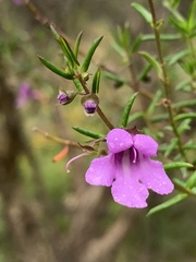 Prostanthera scutellarioides