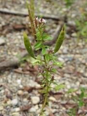 Polanisia dodecandra dodecandra