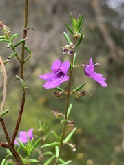 Prostanthera scutellarioides