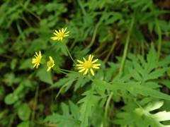 Nemosenecio nikoensis