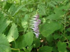Scutellaria brachyspica