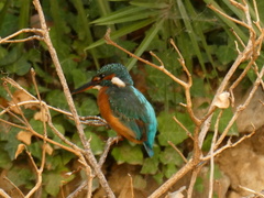 Alcedo atthis