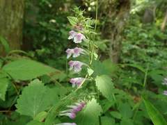 Scutellaria brachyspica