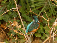 Alcedo atthis
