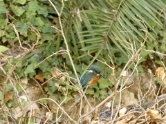 Alcedo atthis