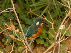 Alcedo atthis