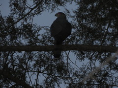 Accipiter cooperii