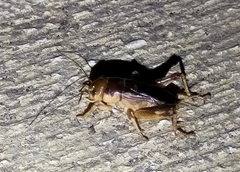 Tarbinskiellus portentosus