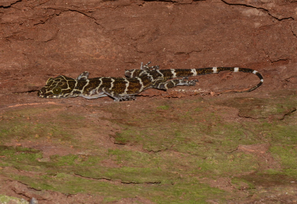 Borneo Bow-Fingered Gecko