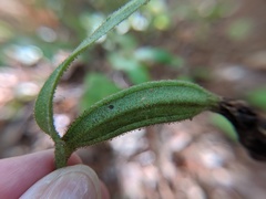Cypripedium acaule