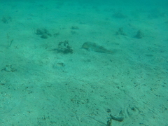 Mullus barbatus