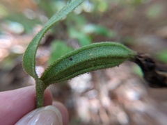 Cypripedium acaule