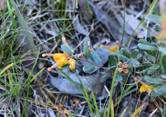 Grevillea chrysophaea