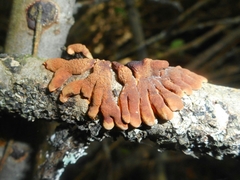 Hypocreopsis lichenoides