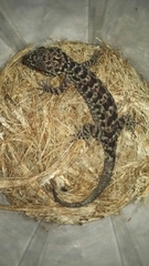 Cyrtodactylus pubisulcus