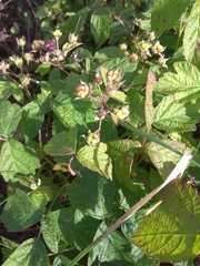Rubus caesius