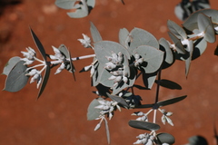 Eucalyptus gillii
