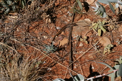 Morethia adelaidensis