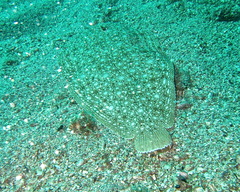 Synapturichthys kleinii