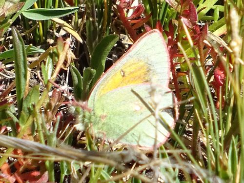 Mead's Sulphur photo 5