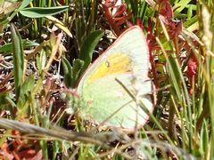 Colias meadii