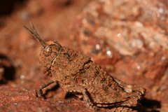 Perelytrana