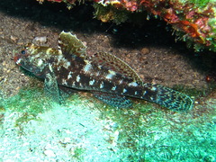Gobius cruentatus