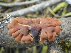 Hypocreopsis lichenoides
