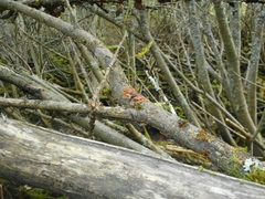 Hypocreopsis lichenoides
