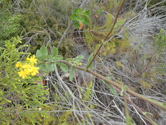 Senecio subcanescens