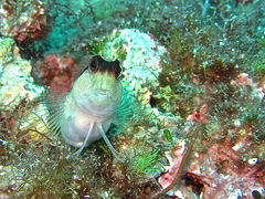 Parablennius rouxi