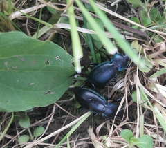 Carabus scheidleri