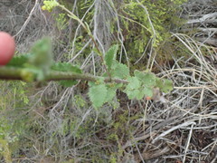 Senecio subcanescens